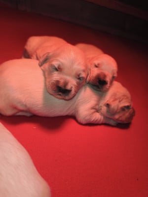 Les chiots de Golden Retriever