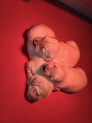 Les chiots de Golden Retriever