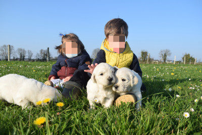Les chiots de Golden Retriever