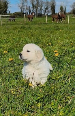 Les chiots de Golden Retriever