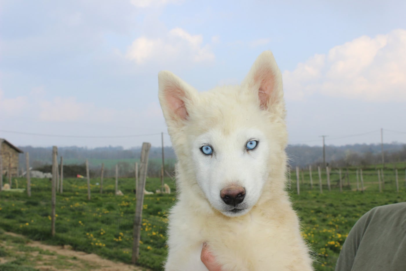 Alpha - Siberian Husky