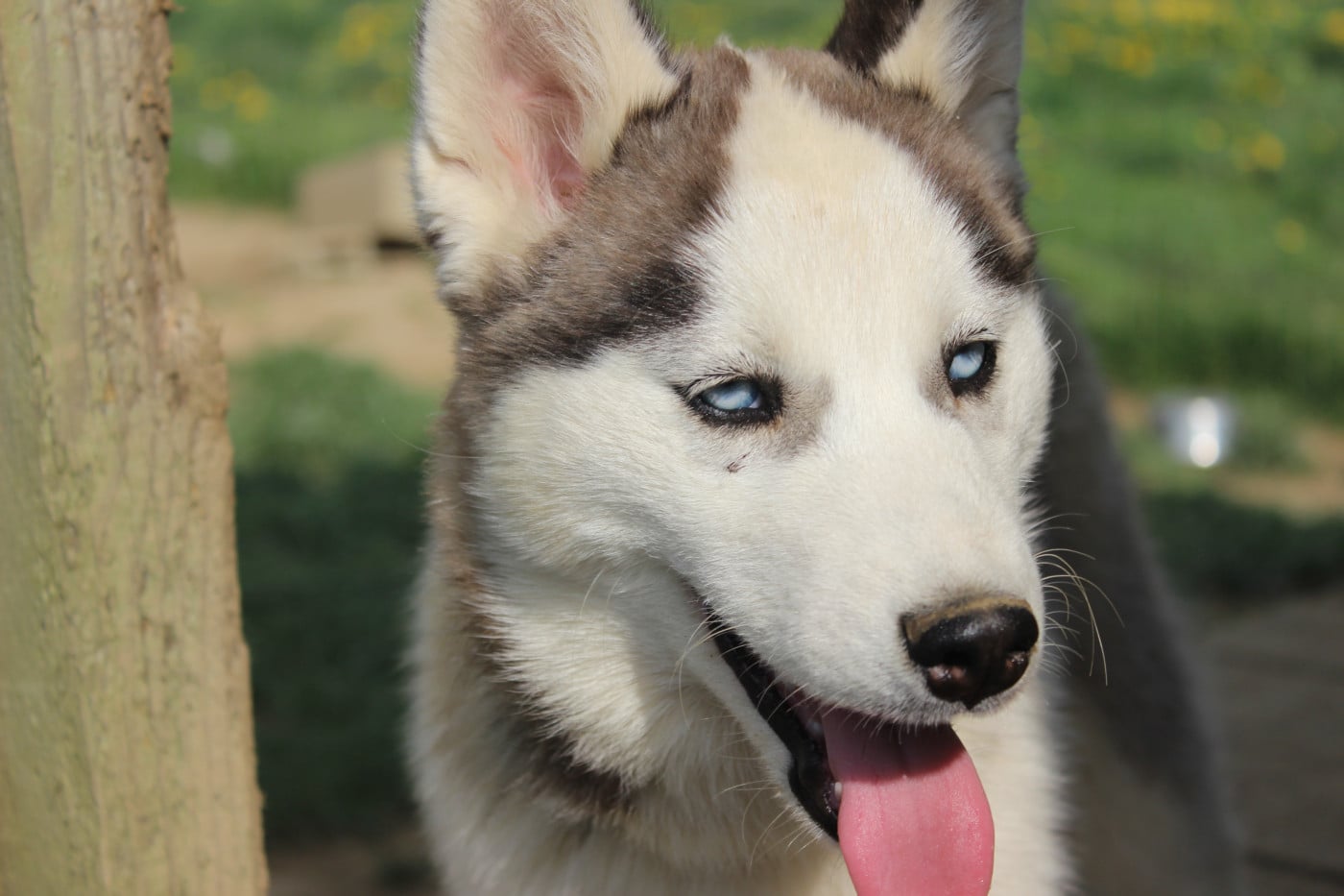 Asouna - Siberian Husky