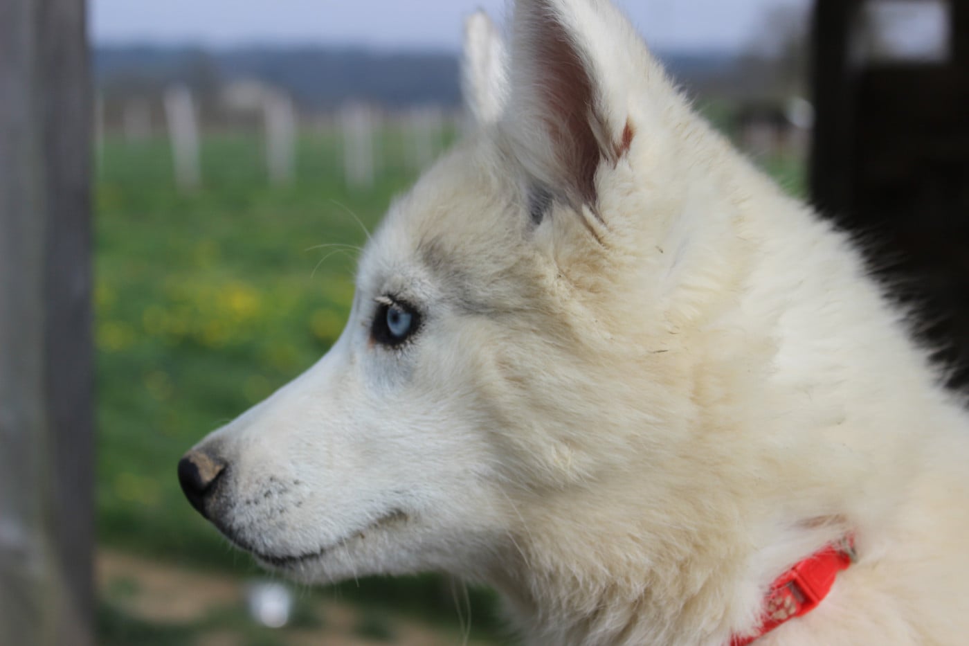 Amara - Siberian Husky