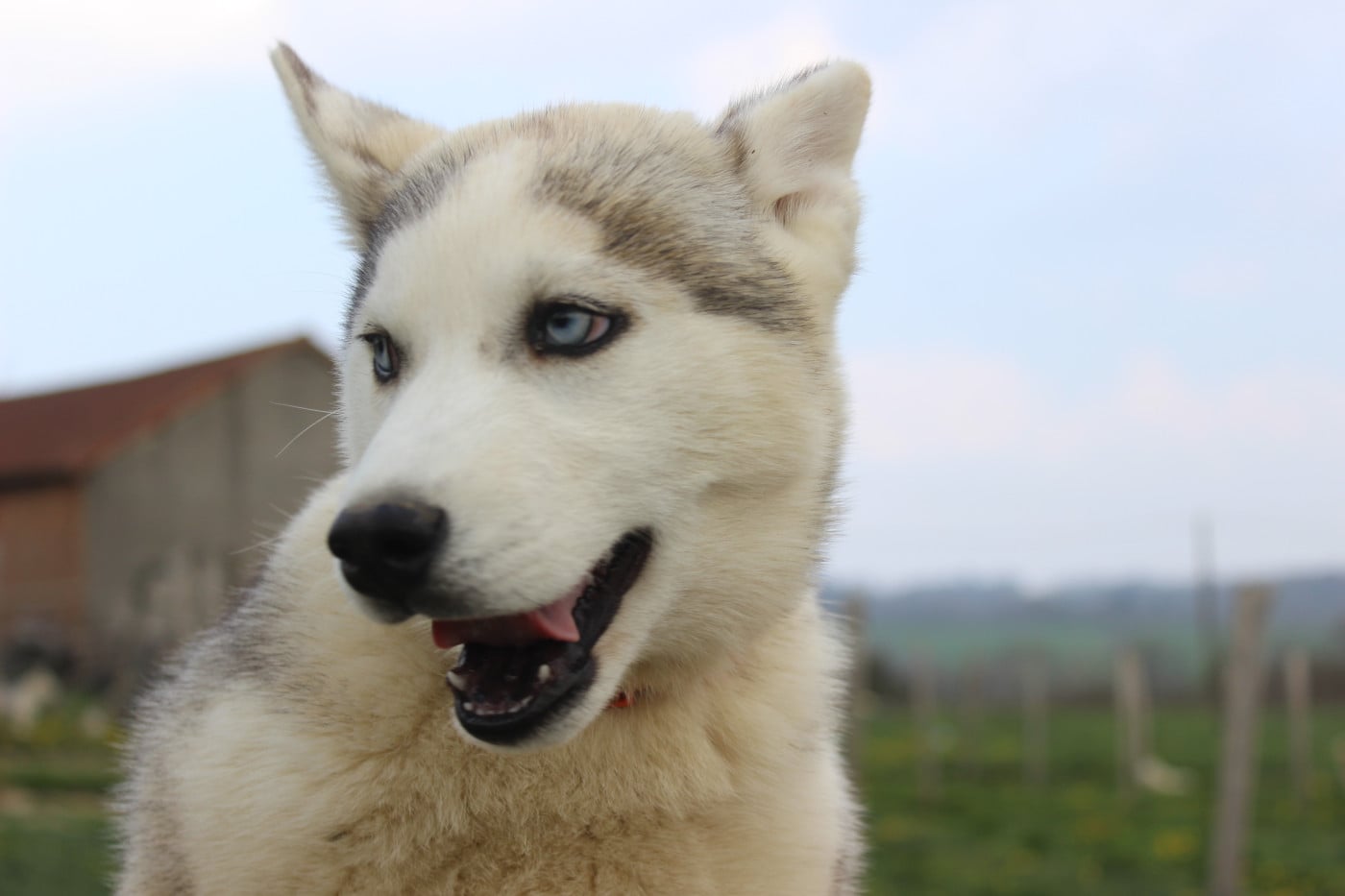 Alaska - Siberian Husky
