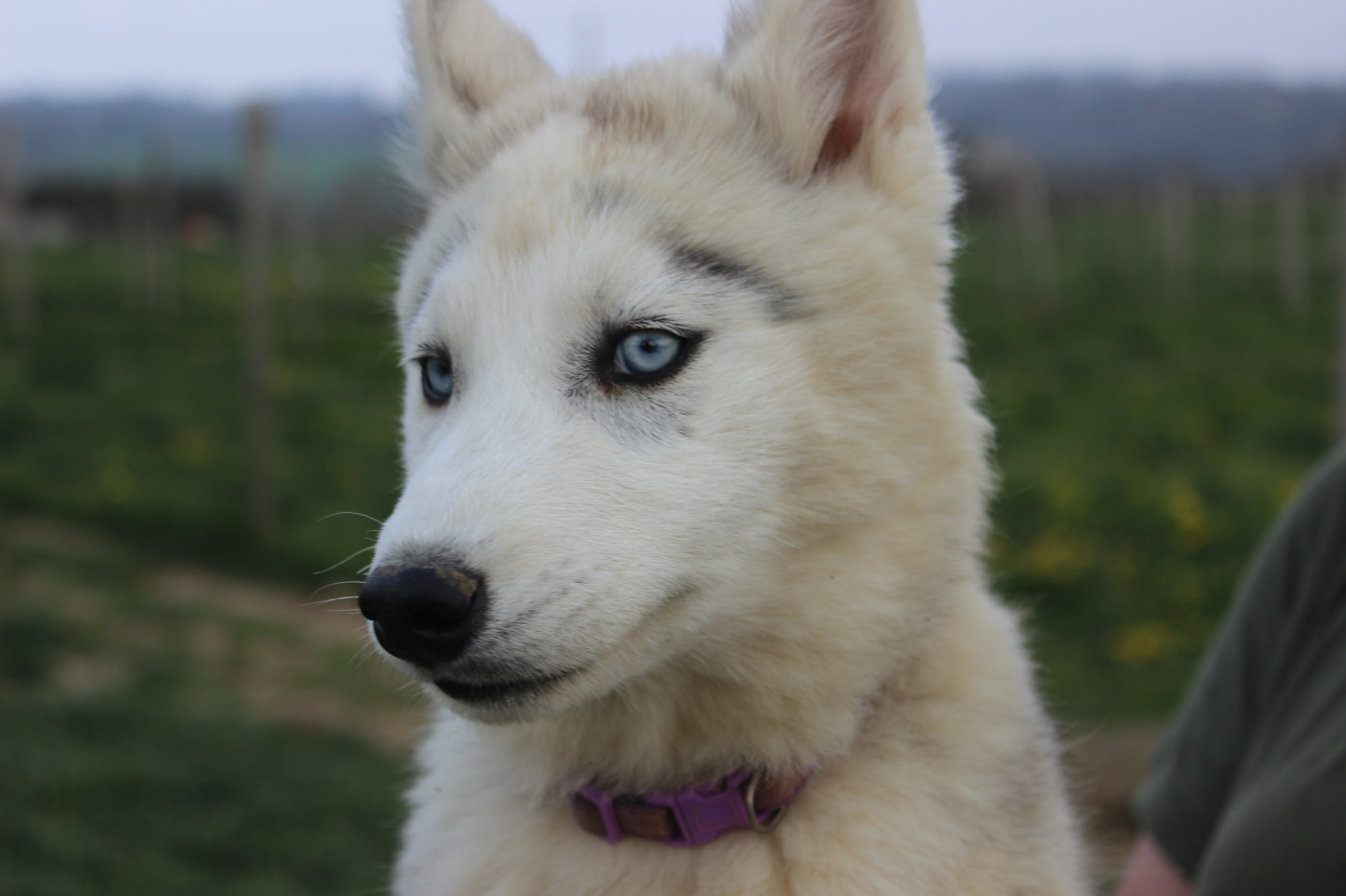 Avanna - Siberian Husky