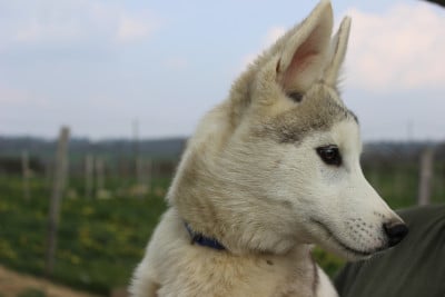 Les chiots de Siberian Husky