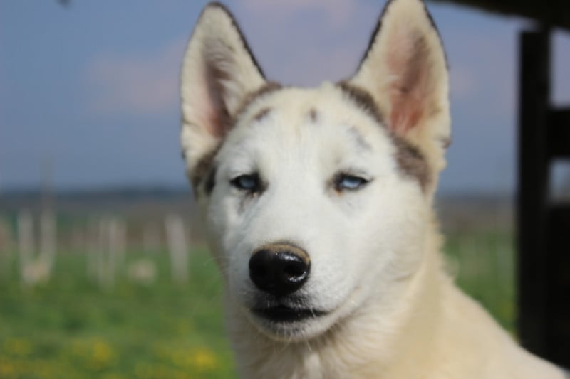 Siberian Husky - Du Mont Beloukha
