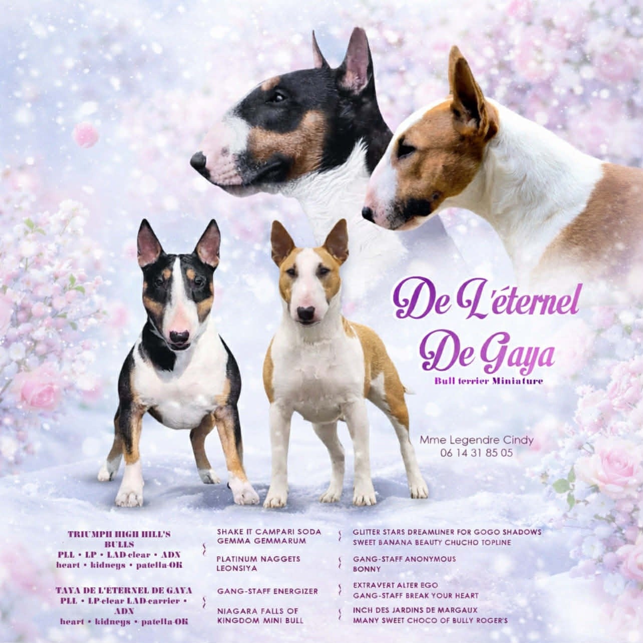 Bull Terrier Miniature - De L'Eternel De Gaya 