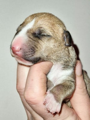 CHIOT 1 - Bull Terrier Miniature