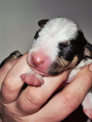 CHIOT 2 - Bull Terrier Miniature