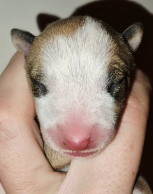 CHIOT 3 - Bull Terrier Miniature