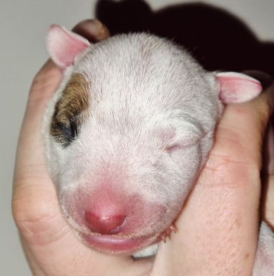 CHIOT 4 - Bull Terrier Miniature
