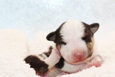 Les chiots de Bull Terrier Miniature