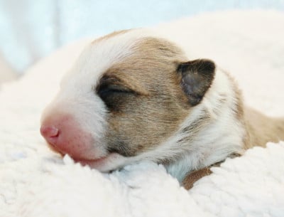 Les chiots de Bull Terrier Miniature