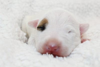 Les chiots de Bull Terrier Miniature