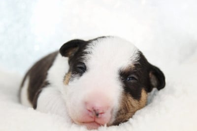 Les chiots de Bull Terrier Miniature