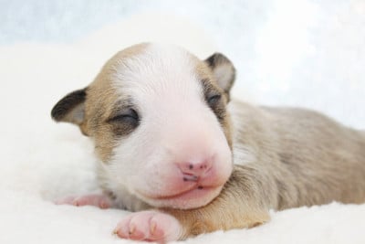 Les chiots de Bull Terrier Miniature