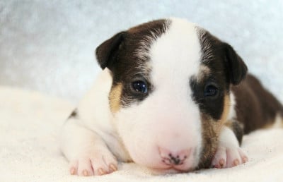 Les chiots de Bull Terrier Miniature