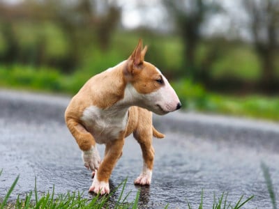 Les chiots de Bull Terrier Miniature