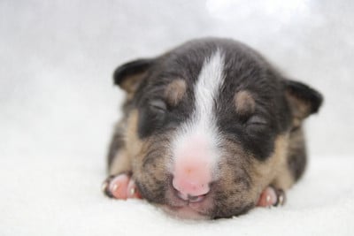 Les chiots de Bull Terrier Miniature