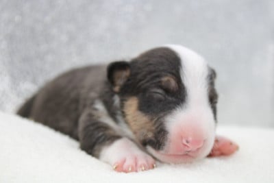 Les chiots de Bull Terrier Miniature