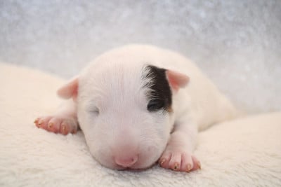 Les chiots de Bull Terrier Miniature