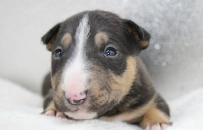 Les chiots de Bull Terrier Miniature