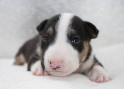 Les chiots de Bull Terrier Miniature