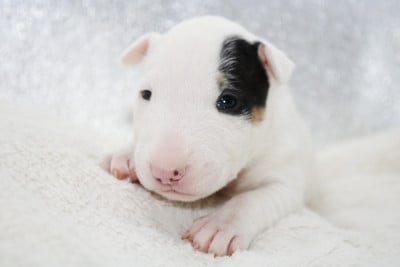 Les chiots de Bull Terrier Miniature