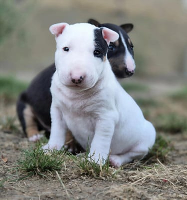 Les chiots de Bull Terrier Miniature