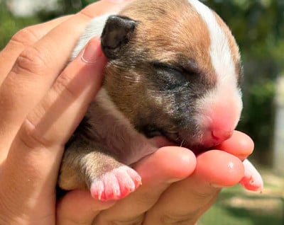 Les chiots de Bull Terrier Miniature