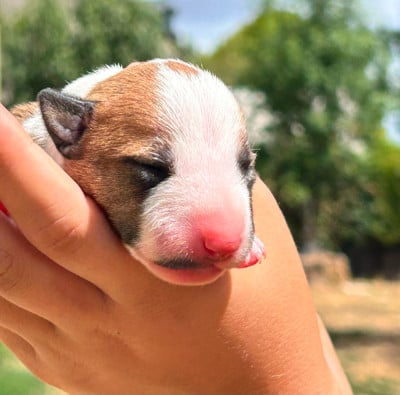 Les chiots de Bull Terrier Miniature