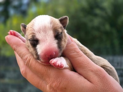 Les chiots de Bull Terrier Miniature