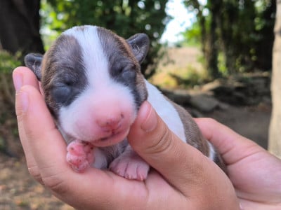 CHIOT 5 - Bull Terrier Miniature