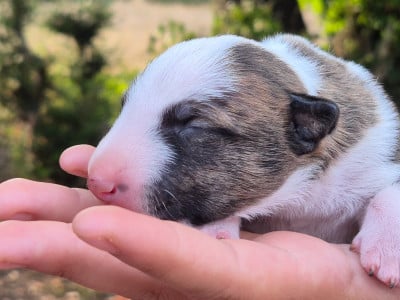 CHIOT 3 - Bull Terrier Miniature