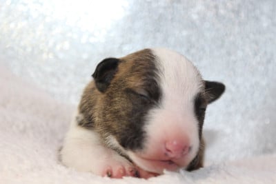 Les chiots de Bull Terrier Miniature
