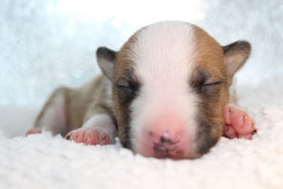 Les chiots de Bull Terrier Miniature
