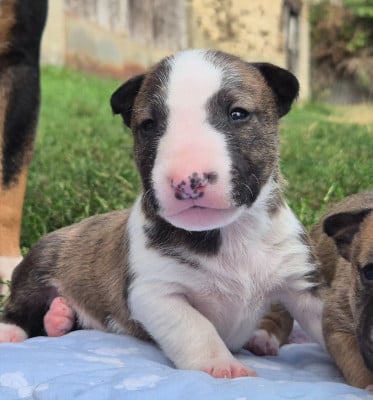 Les chiots de Bull Terrier Miniature