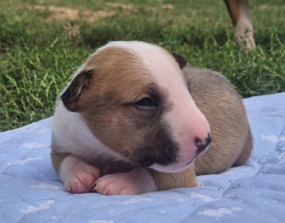 Les chiots de Bull Terrier Miniature