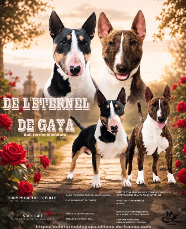 Bull Terrier Miniature - De L'Eternel De Gaya 