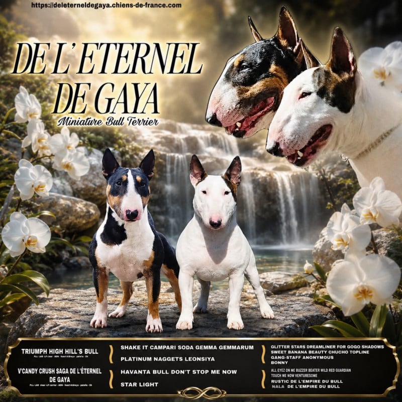 Bull Terrier Miniature - De L'Eternel De Gaya 
