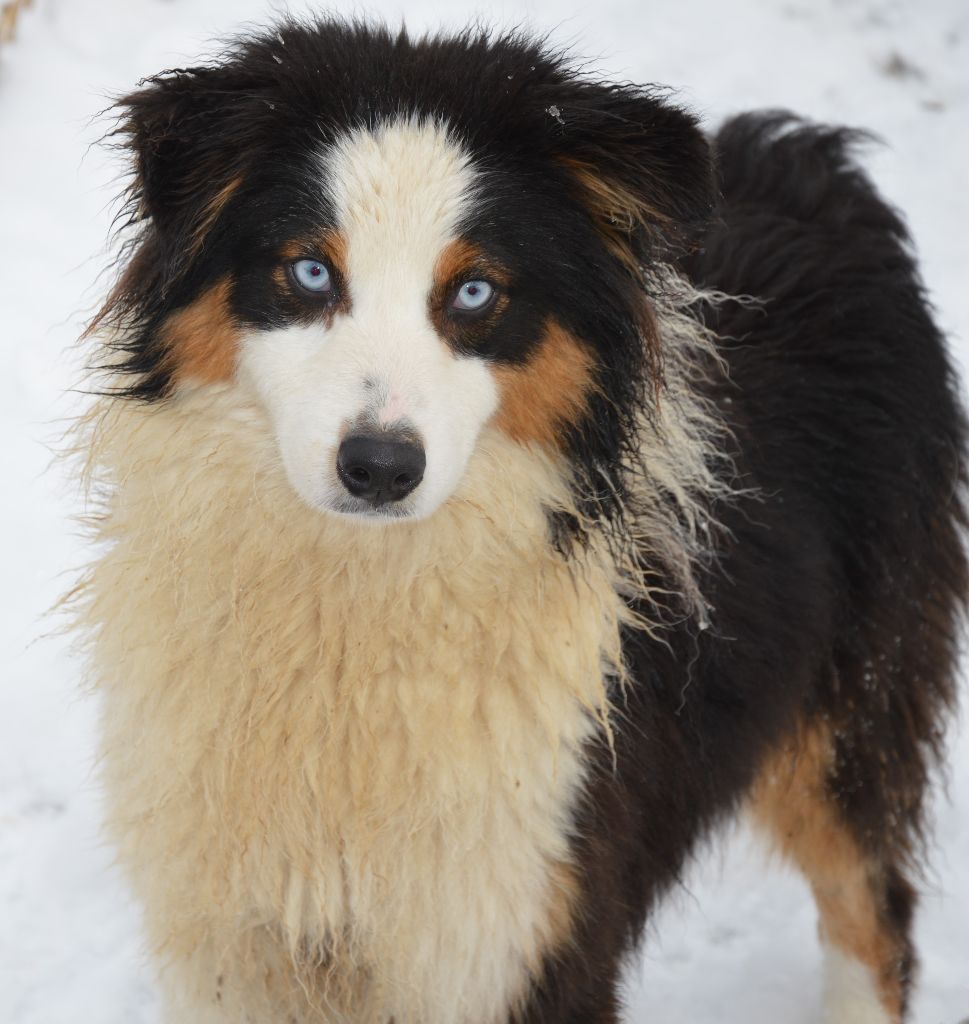 Publication : Du Mont Des Quatre Lunes