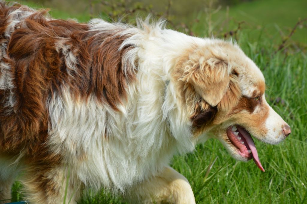 Publication : Du Mont Des Quatre Lunes