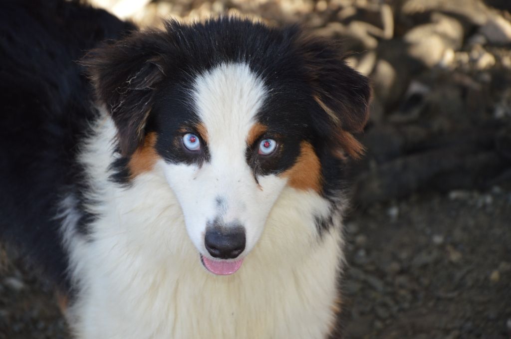 Publication : Du Mont Des Quatre Lunes