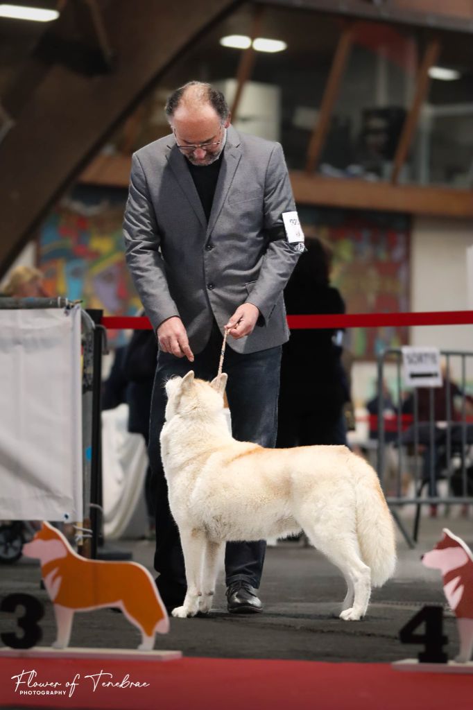 Tessy Des Legendes Du Triskel