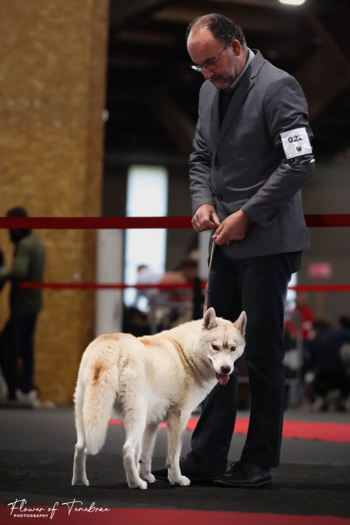 Tessy Des Legendes Du Triskel