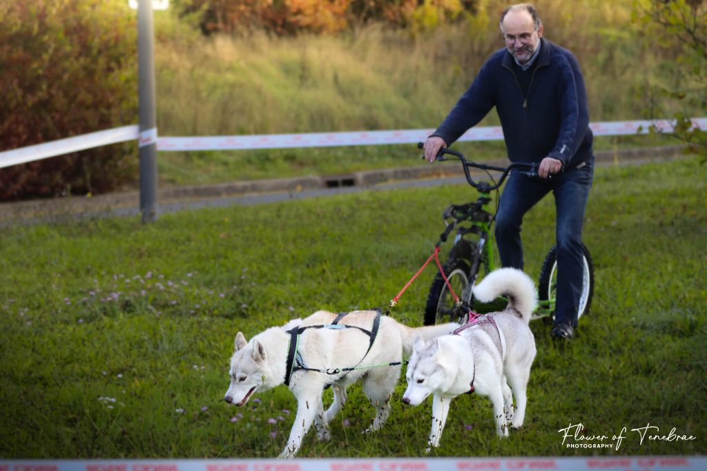 Tessy Des Legendes Du Triskel