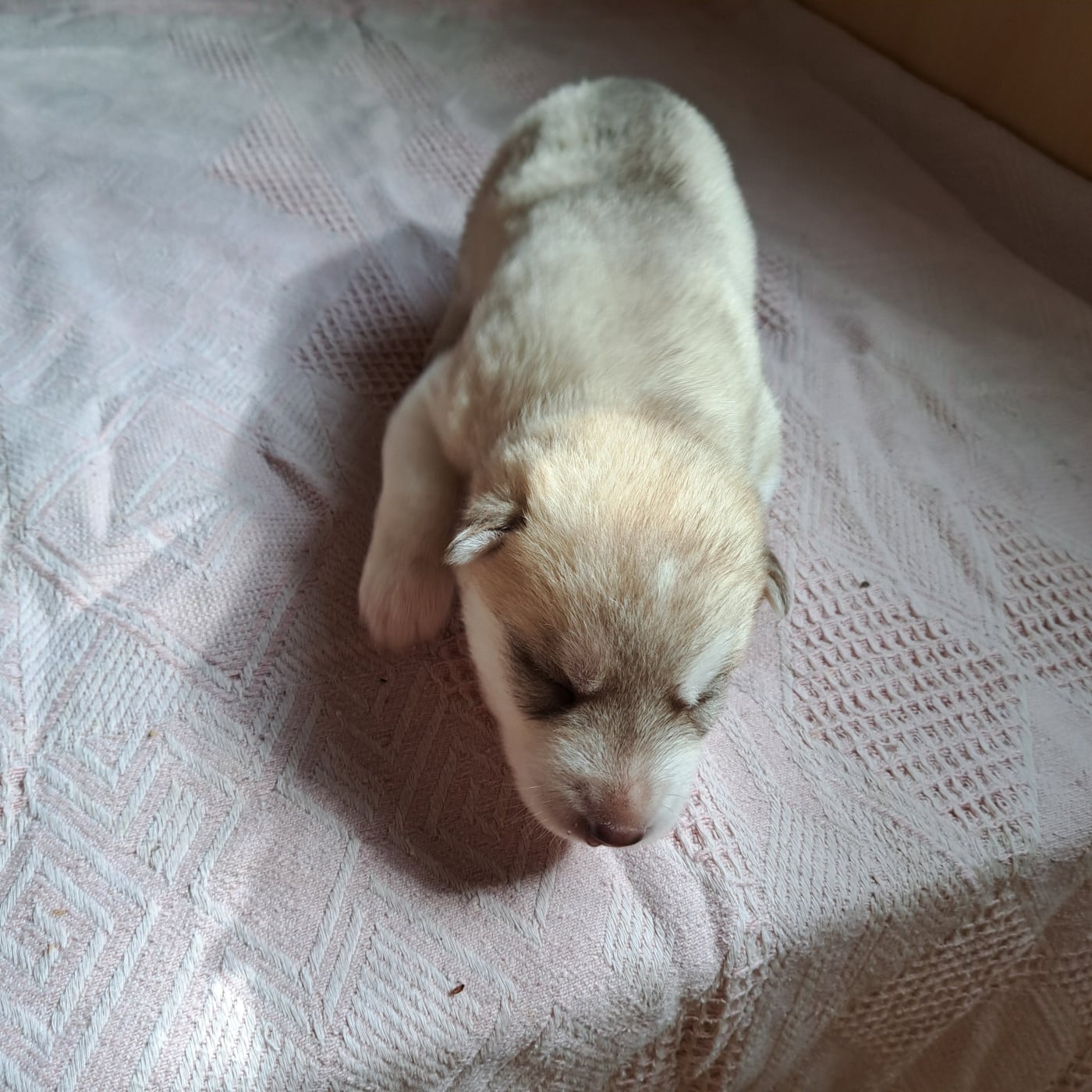 Chiot collier marron