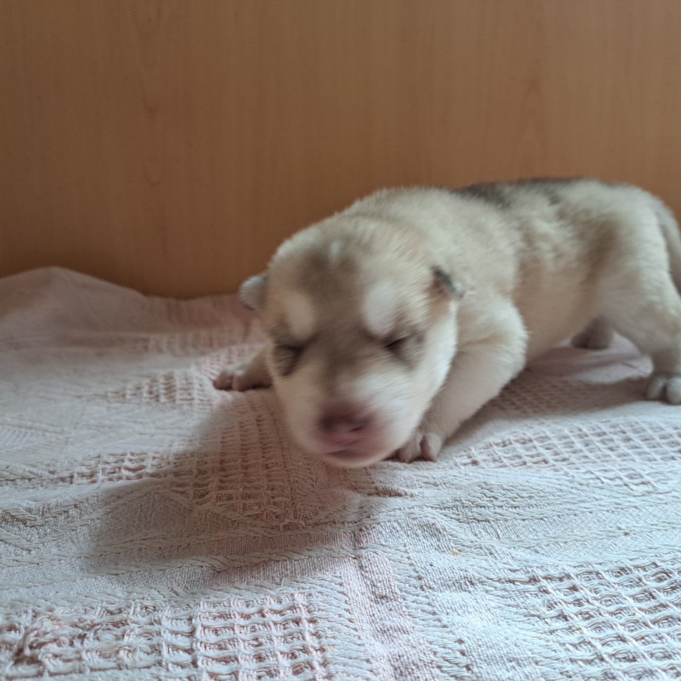 Chiot collier marron