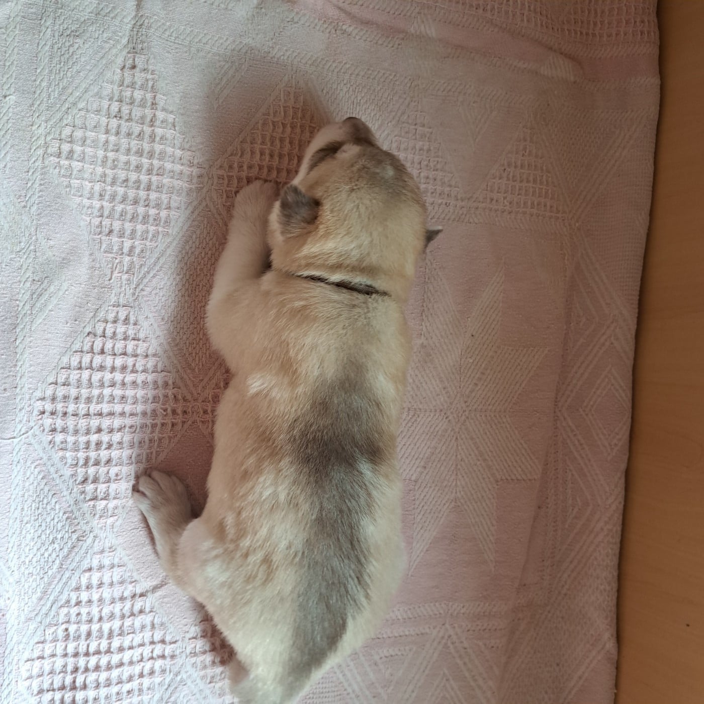 Chiot collier marron